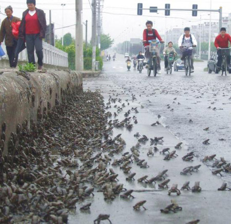 Жаби тікають від невідомого лиха. Фото з aboluowang.com 