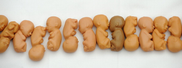 Пластиковые модели зародышей. Фото: BEN STANSALL/AFP/Getty Images