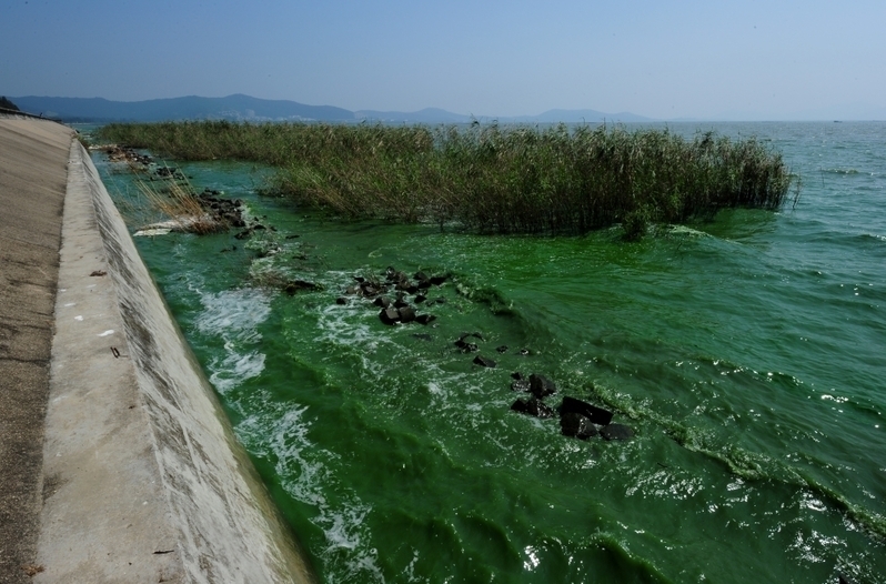 Одне з найбільших озер Китаю — Тайху — страждає від цвітіння водоростей в останні роки внаслідок погіршення стану екології в Китаї. Фото: MARK RALSTON/AFP/Getty Images