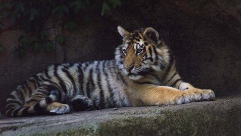 У Хмільницькому тигр втік з клітки цирку. Фото: infosmi.net