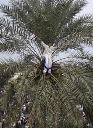 Якщо трохи зачекати, то з вашого фініка виросте ось така пальма. Фото: KARIM SAHIB/AFP/Getty Images