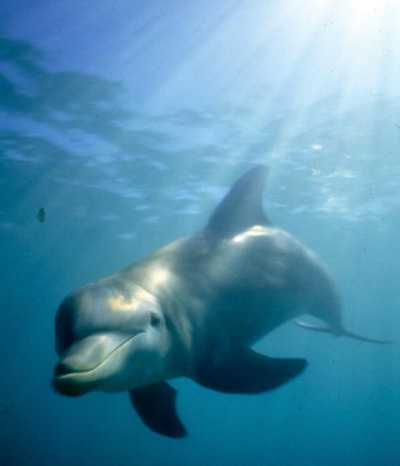 Швидке знайомство з дельфіном. Фото з сайту theepochtimes.com
