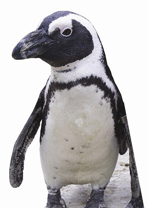 Пінгвін