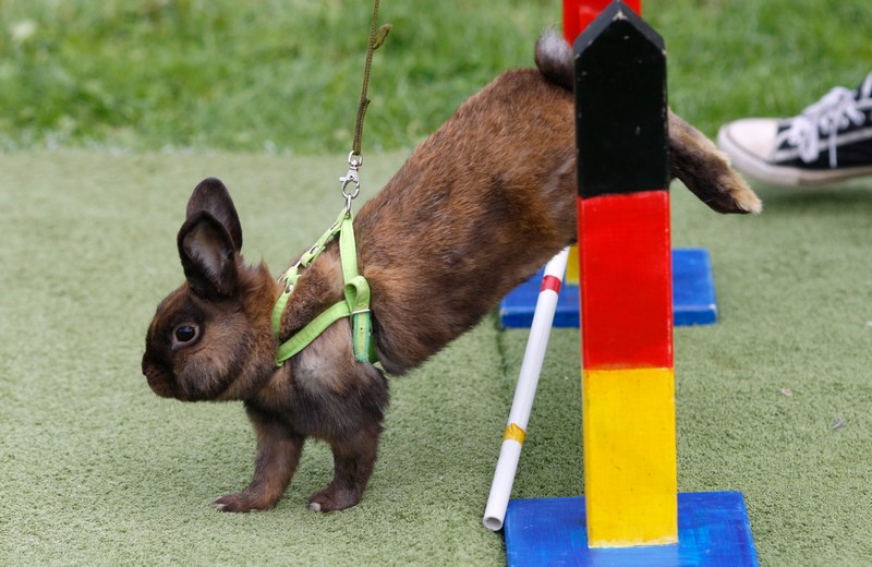 П'ятий відкритий чемпіонат зі стрибків серед кроликів, Роммерц, Німеччина. Фото: Ralph Orlowski/Getty Images 