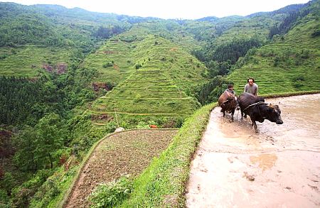 Крестьянин за работой на рисовом поле. Фото: Getty Images
