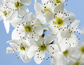 Глід - ліки для старого серця. Фото: Image Source/ Getty Images