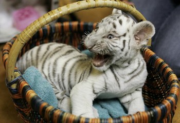 Новий китайський рік пройде під опікою Білого Тигра. Фото: JENS SCHLUETER/AFP/Getty Images