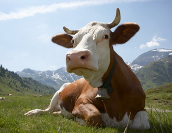 Коров`ячий безоаровий камінь - тип жовчного каменю, який росте у хворої корови. Фото: Digital Zoo / Getty Images