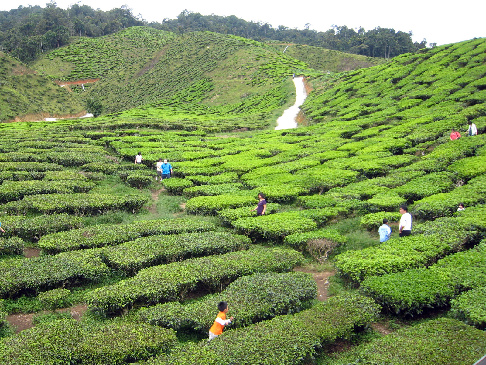 Чай вживають у Китаї більше 4 тис. років. Фото: Лілі Ван/The Epoch Times