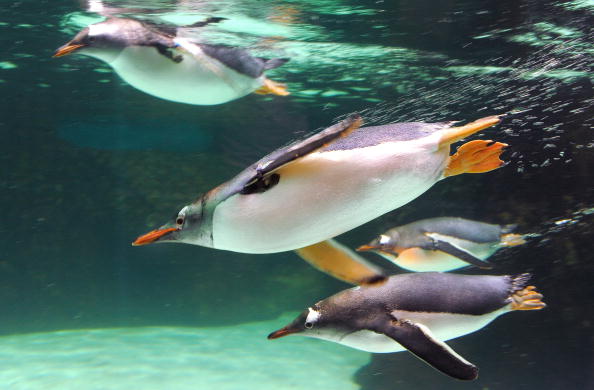 Пінгвіни - найбільш загартовані птахи. Фото: WILLIAM WEST/Getty Images  