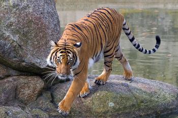 Тигр з Берлінського зоопарку. Фото: Андрій Аболтіньш/The Epoch Times 