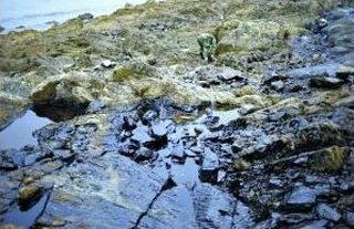 В жёлтое море попало 1,5 тыс. тонн нефти. На фото видно, что после отлива камни чёрные от нефти. Фото с epochtimes.com