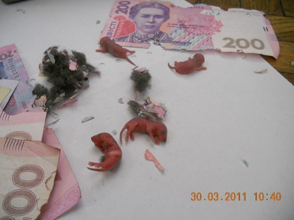 У банкоматі Альфа-банку, який знаходиться в одному з магазинів «Сільпо» міста Луцька, нещодавно знайшли мишаче гніздо. Фото: reporter.delfi.ua
