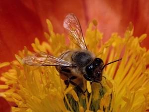 Куда исчезли все плодоносные пчелы? Фото: Photos.com
