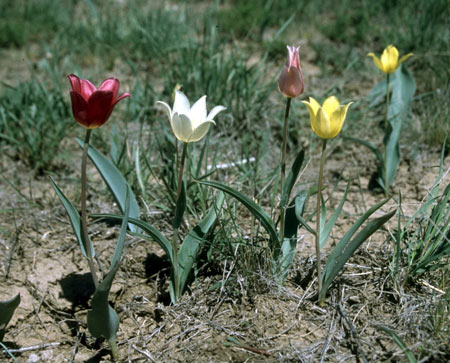 Дикие тюльпаны Центральной Азии являются предками всех остальных тюльпанов. Фото: Til Dieterich
