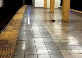 Щур біжить по станції метро в Нью-Йорку. Кадр з відео на YouTube
