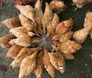 Корм для кур, который никем не контролируется, тоже может быть полон химикатами. Фото: China Photos/Getty Images