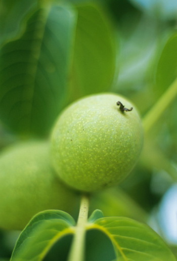 У околоплодниках, що захищають горіх, аскорбінової кислоти в 15 разів більше, ніж в чорній смородині. Фото: Vincenzo Lombardo / Getty Images