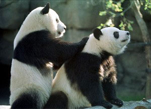 Две панды Луньлунь и Янян, арендованы из Китая. Фото: STEVE SCHAEFER/AFP