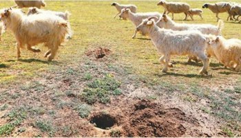 Тысячи гектар степей Внутренней Монголии страдают от нашествия грызунов. Фото с epochtimes.com