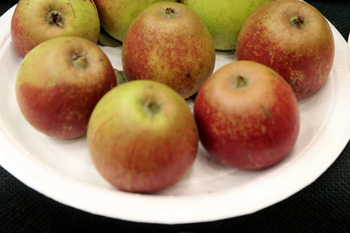 Пектин, що входить до складу яблук, в поєднанні з водою обмежує кількість поглинається клітинами жиру. Фото: Oli Scarff / Getty Images