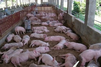 Из-за действия химикатов, добавляемых в корма, свиньи практически всегда спят, их будят только для кормёжки. Фото с epochtimes.com