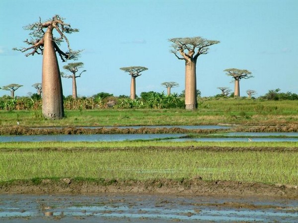 Найбільші дерева острова Мадагаскар. Фото: zenithafrica.com 