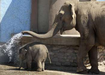 С момента рождения слоненка прошло всего несколько дней. Однако он уже делает первые шаги перед публикой. Фото: Getty Images