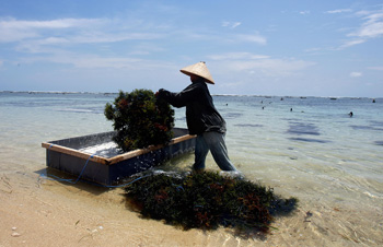 Морские водоросли популярны в восточной кулинарии. Фото: JEWEL SAMAD/AFP/Getty Images