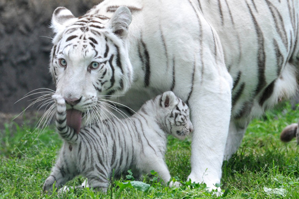 Рід білих тигрів походить від бенгальського самця, мутація у забарвленні якого і стала причиною появи тигрів-альбіносів з блакитними очима і чорно-коричневими смугами на білому хутрі. Фото: JOCHEN LUEBKE / AFP / Getty Images