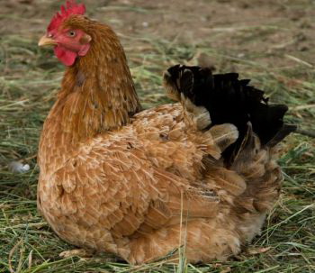 Курицы, свободно гуляющие вне клеток, несут яйца, которые имеют большую пищевую ценность, чем яйца от куриц с ограниченной свободой движений. Фото: Photos.com