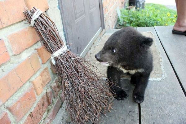 Медвежа у Вінницькому зоопарку. Фото: myvin.com.ua