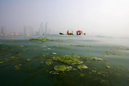 Китайские власти послали на очистку моря от водорослей более 10 тысяч солдат. Фото: Guang Niu/Getty Images