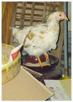 Курица-пьяница из провинции Цзянсу. Фото с epochtimes.com