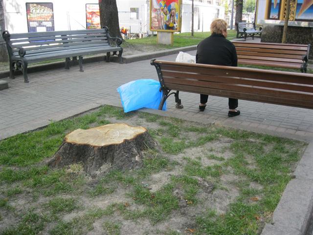 Близько 100 молодих дерев вирубали на Хрещатику за 2 тижні. Фото: vgorode.ua