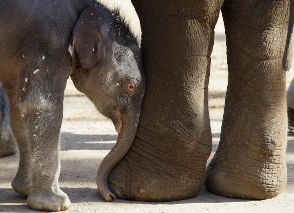 Новонароджене слоненя і мама. Сідней. 7 липня. Фото: ROB GRIFFITH/AFP/Getty Images 