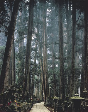 Огромные криптомерии вдоль дорожки к храму Окуноин, Вакаяма, Япония. Фото: Wakayama prefecture/JNTO