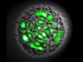 Генные инженеры вывели живую клетку с лазерным излучением. Фото: Nature Photonics