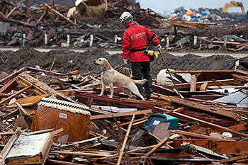 Спасатель с собакой в городе Рикудзентаката, префектуры Мияги 9 апреля 2011 года участвуют в поисковой операции жертв землетрясения и цунами произошедшего 11 марта в Японии. (Photo credit should read YASUYOSHI CHIBA/AFP/Getty Images)