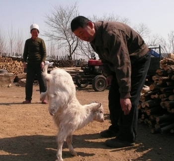Овца научилась ходить на передних лапах. Провинция Цзилинь. Март 2011 год. Фото с epochtimes.com