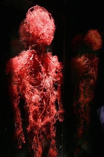 Введення барвника в кровотік мишей і подальша його циркуляція кровоносними судинами дозволили вченим підтвердити процес нормального кровообігу в отриманих капілярах. Фото: TIMOTHY A. CLARY/AFP/Getty Images