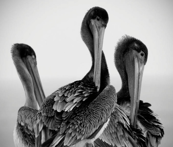 «Три пеликана», работа прошлого года. Фото: Wayne Wong/Epoch Times