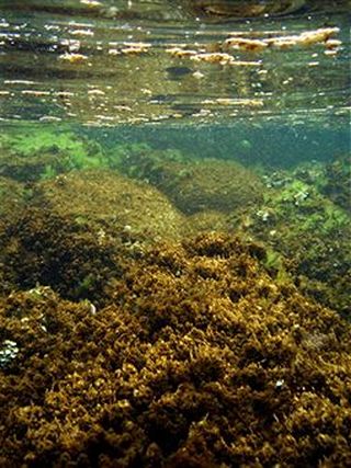 «Водорості-вбивці» виду Ostreopsis Ovata. Фото: Луїза Mangialayo / Getty Images