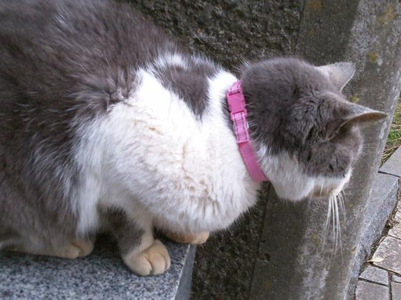 Кішка, на якій знайшли нашийник з картою пам'яті в Японії. Фото: en.rocketnews24.com