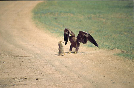 Этому сурку повезло. Притворившись мертвым, он сумел обмануть орла, который, в конце концов, улетел. Фото: Franz Wellek/www.dmkv.de