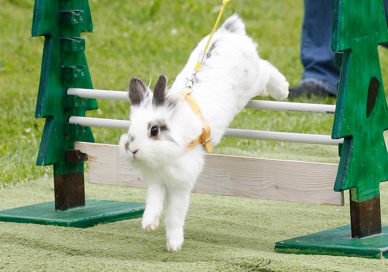 П'ятий відкритий чемпіонат зі стрибків серед кроликів, Роммерц, Німеччина. Фото: Ralph Orlowski/Getty Images 