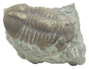 Невероятная находка: на окаменелости трилобита, одного из вымерших 260 миллионов лет назад морских членистоногих, был обнаружен отпечаток человеческого ботинка. Фото: Photos.com