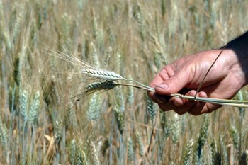 Україна планує збільшити виробництво зерна і зніме квоту на його експорт. Фото: PASCAL PAVANI/Getty Imges