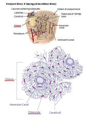 Схематичне зображення кістки та її структурного елементу - остеону.Фото: http://dic.academic.ru/