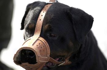 Центр идентификации животных Киева начал штрафовать нарушителей правил выгула собак. Фото: Getty Images